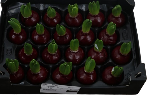 Gewachste Hyazinthenknollen dunkel Rot